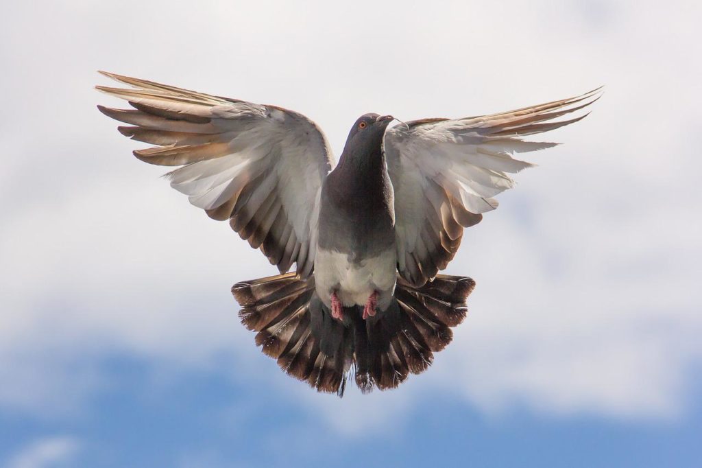 חייה
